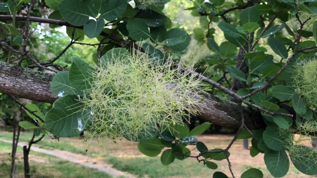 branch Cotinus coggygria, static image
