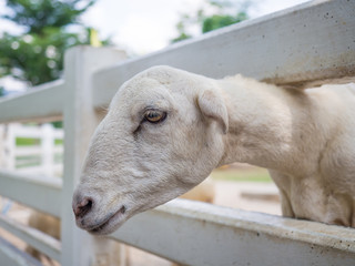 Fototapeta premium Closeup of white dairy breed goat in farm while looking for something. Farm concept with white goat.