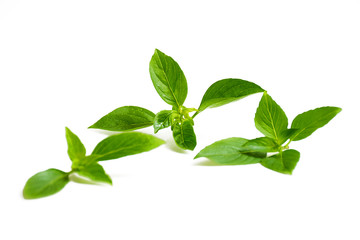 Basil leaf on white background