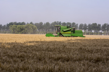 Wheat harvester