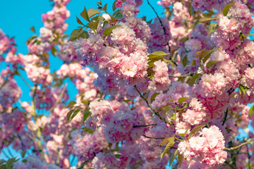 Fototapeta na wymiar Cerisier en fleur. Printemps.