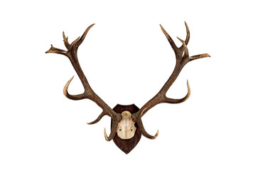 deer skull trophy isolated - 159714238