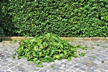 An Image of trimming a hedge