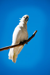 Cockatoo on a branch, Australia
