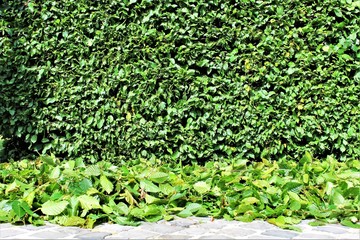 An Image of trimming a hedge