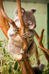 Naklejka premium A cute of koala