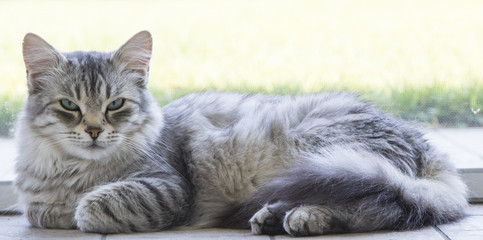Naklejka na ściany i meble silver furry siberian cat lying in relaxing time