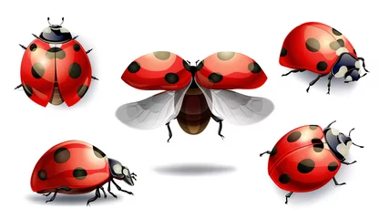 Fotobehang set of red ladybug isolated on white. vector illustration © Ghen