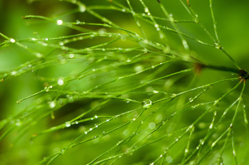 Drops on the horsetail