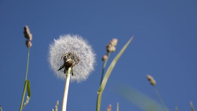Dandelion and cocksfoot herb close-up on a background of blue sky. Shooting movies HD. Static camera.