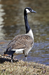 Goose at Waters Edge