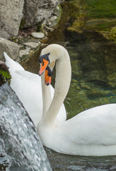 Obraz premium A couple of swans