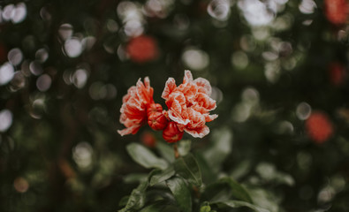 Obraz premium Floral