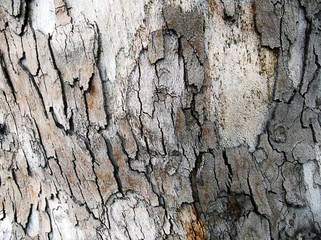 Bark of platan tree.