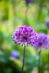 Allium