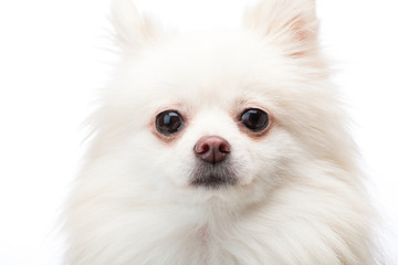 White pomeranian dog