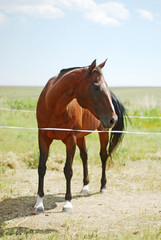 Naklejka na ściany i meble brown horse behind white wire 