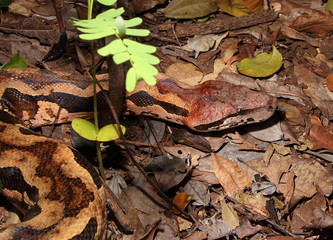 Acrantophis madagascariensis, Madagaskar Boa