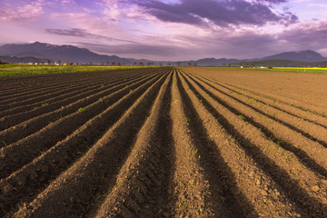Symmetric plowed field of crops in the spring evening light, prepared to be sown