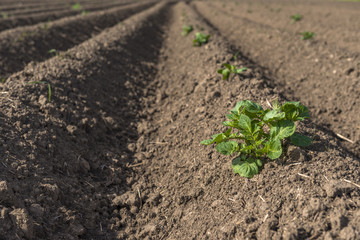 Fresh plowed field of potatoes crops in the spring, with sprouts coming out from the earth