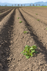Fresh plowed field of potatoes crops in the spring, with sprouts coming out from the earth
