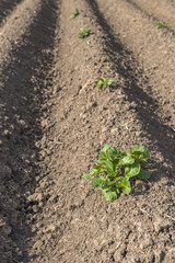 Fresh plowed field of potatoes crops in the spring, with sprouts coming out from the earth