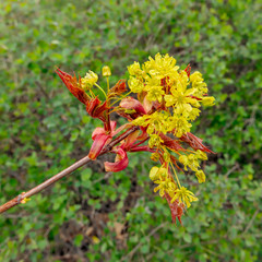 Vibrant colored branch of maple.
