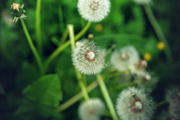 White fluffy dandelion in green grass.