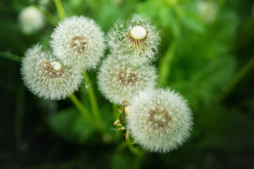 White fluffy dandelion in green grass.