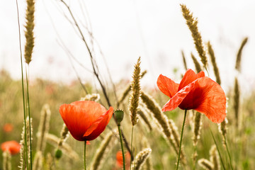 Naklejka premium field of poppies close-up