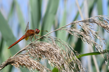 Libellule rouge en Camargue