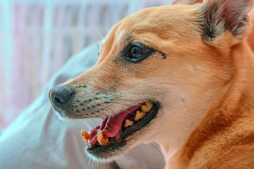 The dog's face is large