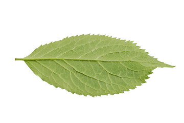 Green leaf on a white background