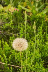 dandelion close-up