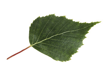 Fototapeta premium Birch leaf isolated on a white background