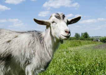 Gray homemade smiling goat
