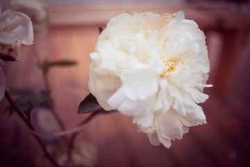 white peonies on a brown background