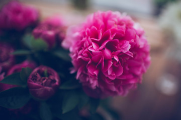 beautiful pink flower on a green background