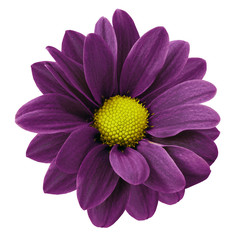 Dark purple gerbera flower.  White isolated background with clipping path.   Closeup.  no shadows.  For design.  Nature.