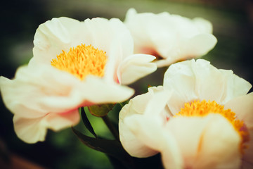 Fototapeta na wymiar a beautiful bouquet of white peonies
