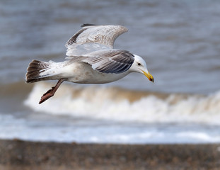 Fototapeta na wymiar Herring Gull flying over waves.