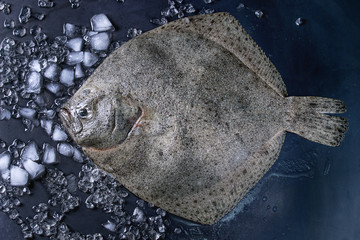 Raw fresh whole flounder fish on crushed ice over dark wet metal background. Top view with space
