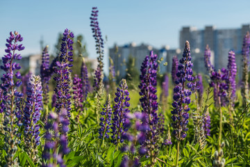 Obraz premium Wild flower garden with lupine field
