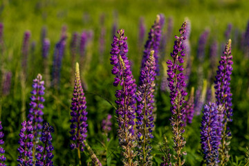 Closeup of a lupine field