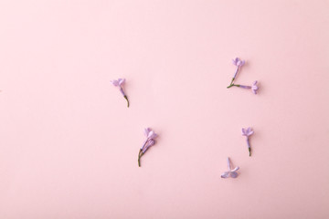 Lilac petals and blossoms on pink background with copyspace.