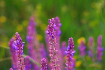 Fototapeta premium Beauty of flowers close at macro shooting