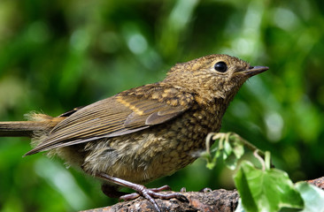 Young European Robin.