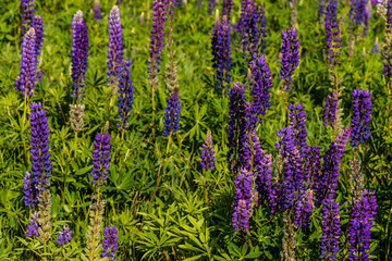 Fototapeta premium Closeup of a lupine field