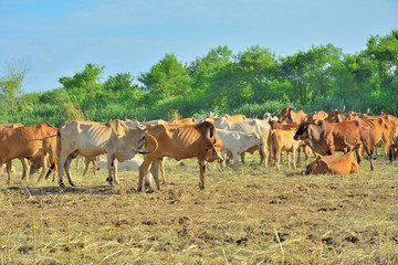 Naklejka na ściany i meble Cow herd is feeding grass in a dry field,Tropical natural landscape in Thailand.