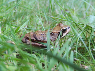 Grasfrosch (Rana temporaria)